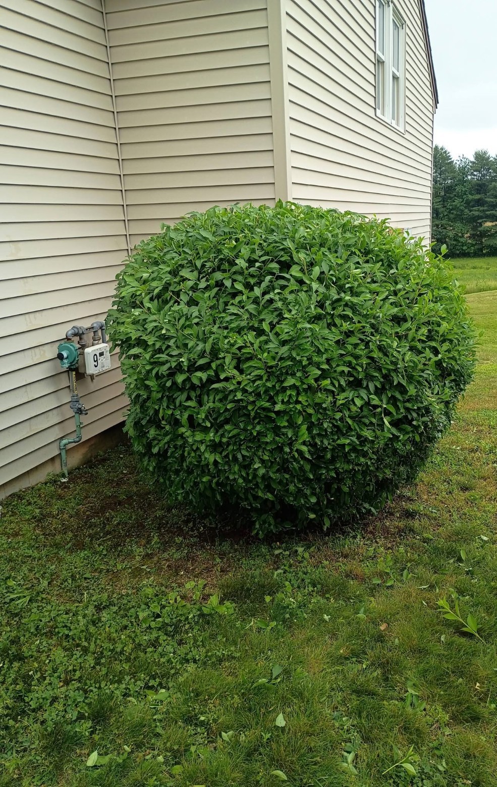 Overgrown Hedge Shape-Up