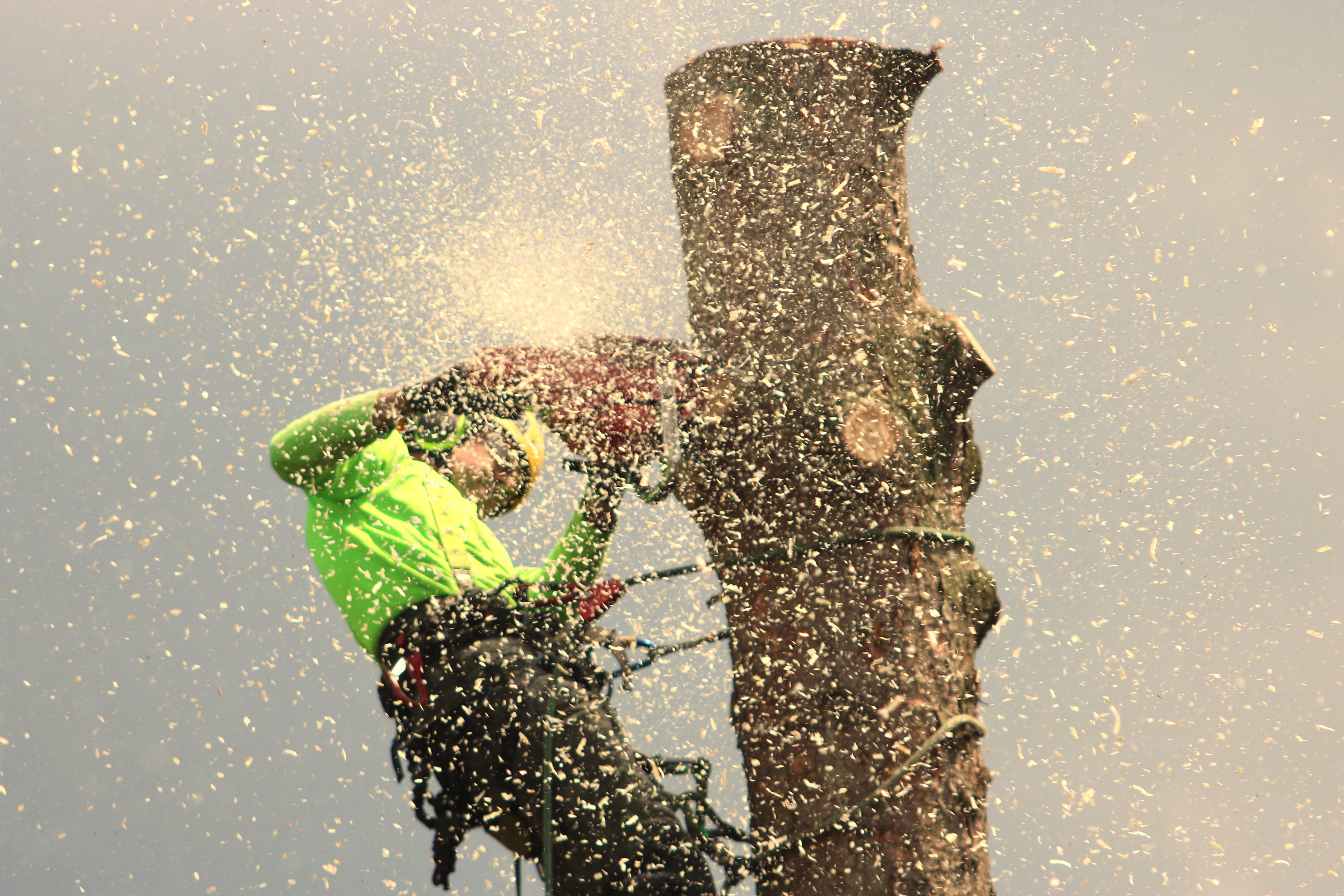 Tree Care & Removal